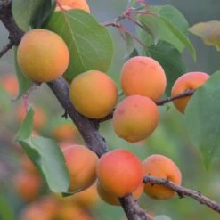 Tomcot Patio Apricot Tree