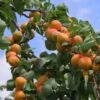 Flavourcot Apricot Tree 1 Flavourcot Apricot Tree -Green Plant Shop FRU0192 1