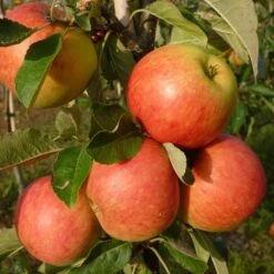 Best Apple Trees For Any Purpose | Growers' Choice -Green Plant Shop FRU0198 1 70978692 a209 4b46 8cbb 530aae2e2b83
