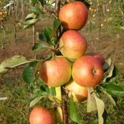 Endless Apples Collection | Scrumptious, Braeburn Hillwell, James Grieve & Red Windsor -Green Plant Shop FRU0198 2 03d1e69b 9e48 4073 8af5 5f66dd179311