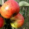 Sunset Apple Tree -Green Plant Shop FRU0204 1