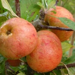 Sunset Apple Tree -Green Plant Shop FRU0204 2