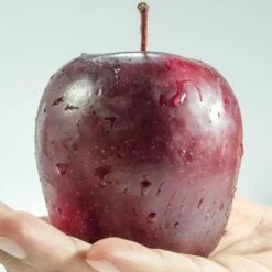 Spartan Apple Tree -Green Plant Shop FRU0207 1