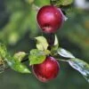 Spartan Apple Tree -Green Plant Shop FRU0207 3