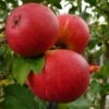 Scrumptious® Apple Tree -Green Plant Shop FRU0209 1 page