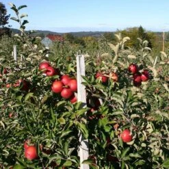 Endless Apples Collection | Scrumptious, Braeburn Hillwell, James Grieve & Red Windsor -Green Plant Shop FRU0209 2 5f557653 f44f 4218 9189 4825c500cd76