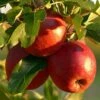 Red Windsor® Apple Tree -Green Plant Shop FRU0211 1