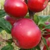 Red Devil Apple Tree -Green Plant Shop FRU0213 1