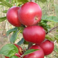 Red Devil Apple Tree -Green Plant Shop FRU0213 2