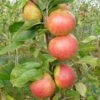 Laxton's Superb Apple Tree -Green Plant Shop FRU0215 1