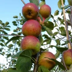 Laxton's Superb Apple Tree -Green Plant Shop FRU0215 2
