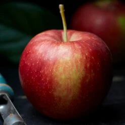 Jonagold Apple Tree -Green Plant Shop FRU0219 2