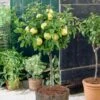 Golden Delicious Apple Tree -Green Plant Shop FRU0228 1