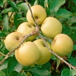 Golden Delicious Apple Tree -Green Plant Shop FRU0228 2