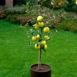 Golden Delicious Apple Tree -Green Plant Shop FRU0228 3