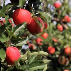 Cross-Pollinating Apple Collection | Bramley, Gala & Discovery -Green Plant Shop FRU0231 2 ea81a02d 2b01 4eb9 bed7 0ad6a5be1a1e