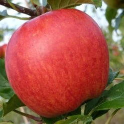 Cross-Pollinating Apple Collection | Bramley, Gala & Discovery -Green Plant Shop FRU0231 3 1974466d 8093 4011 b01d 60c162cc7ccd
