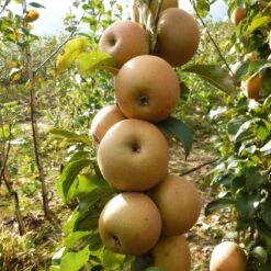 Best Apple Trees For Any Purpose | Growers' Choice -Green Plant Shop FRU0241 1 c43ea40e e824 4bf5 b169 8efa7582996d