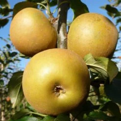 Egremont Russet Apple Tree Dwarfing Rootstock -Green Plant Shop FRU0241 3