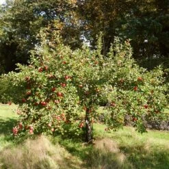 The 3 Best Fruit Trees For Small Gardens | Apple, Cherry & Fig -Green Plant Shop FRU0242 3 21dd8b56 bfea 48f7 b97e 2b8032bce0e0