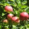'Discovery' Semi-Dwarf Apple Tree -Green Plant Shop FRU0242 4