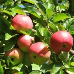 Best Apple Trees For Any Purpose | Growers' Choice -Green Plant Shop FRU0242 4 c500f52f b719 4fa0 ab61 312d2fff07b4