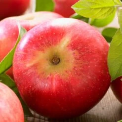 'Discovery' Semi-Dwarf Apple Tree -Green Plant Shop FRU0242 6