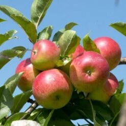 Cross-Pollinating Apple Collection | Bramley, Gala & Discovery -Green Plant Shop FRU0243 1 15ec1a5b 1906 4911 bd4c 19e8b2d68520