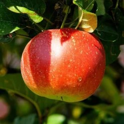 'Discovery' Semi-Dwarf Apple Tree -Green Plant Shop FRU0243 2