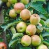 Cox's Orange Pippin Apple Tree