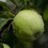 Grenadier Apple Tree -Green Plant Shop FRU0254 1