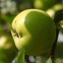 Cross-Pollinating Apple Collection | Bramley, Gala & Discovery -Green Plant Shop FRU0258 1 1c5a50b9 754b 4cc8 8adc f57761a228b4