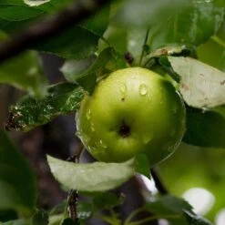 Cross-Pollinating Apple Collection | Bramley, Gala & Discovery -Green Plant Shop FRU0258 2 415ded96 6bc5 48a8 aecf 81de45f4f65c