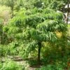 Chestnut Tree | Castanea Sativa -Green Plant Shop FRU0273 1