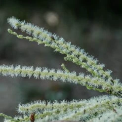 Chestnut Tree | Castanea Sativa -Green Plant Shop FRU0273 2