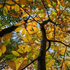 Chestnut Tree | Castanea Sativa -Green Plant Shop FRU0273 3