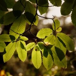 Chestnut Tree | Castanea Sativa -Green Plant Shop FRU0273 4