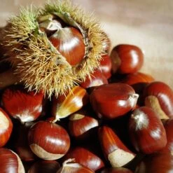 Chestnut Tree | Castanea Sativa -Green Plant Shop FRU0273 5