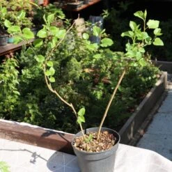 'King James' Mulberry Tree | Morus Nigra -Green Plant Shop FRU0380 3