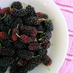 'King James' Mulberry Tree | Morus Nigra -Green Plant Shop FRU0380 4