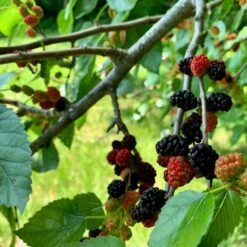 'King James' Mulberry Tree | Morus Nigra -Green Plant Shop FRU0380 5