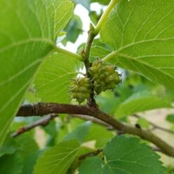 'King James' Mulberry Tree | Morus Nigra -Green Plant Shop FRU0380 7