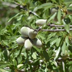 'Sultane' Almond Tree | Prunus Dulcis -Green Plant Shop FRU0384 3