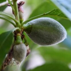 'Sultane' Almond Tree | Prunus Dulcis -Green Plant Shop FRU0384 4