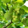 'Webb's Prize' Cobnut Tree | Corylus Avellana -Green Plant Shop FRU0389 2