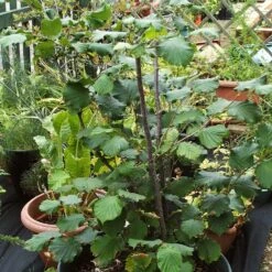 'Webb's Prize' Cobnut Tree | Corylus Avellana -Green Plant Shop FRU0389 4
