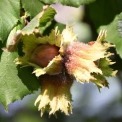 'Pearson's Prolific' / 'Nottingham Early' Filbert Tree -Green Plant Shop FRU0398 3