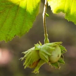 'Pearson's Prolific' / 'Nottingham Early' Filbert Tree -Green Plant Shop FRU0398 4