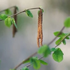 'Purpurea' Filbert Tree | Purple Filbert Tree -Green Plant Shop FRU0401 3