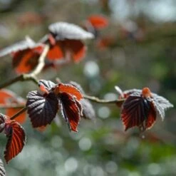 'Purpurea' Filbert Tree | Purple Filbert Tree -Green Plant Shop FRU0401 4